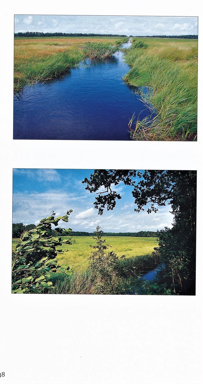 Meckl Landsch 2003 Rostocker Heide 38