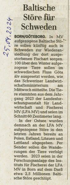 Datei:Baltische Störe 2024.jpg