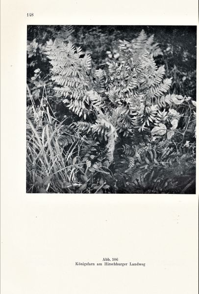 Datei:Kolp Nordöstliche Heide 0148.jpg