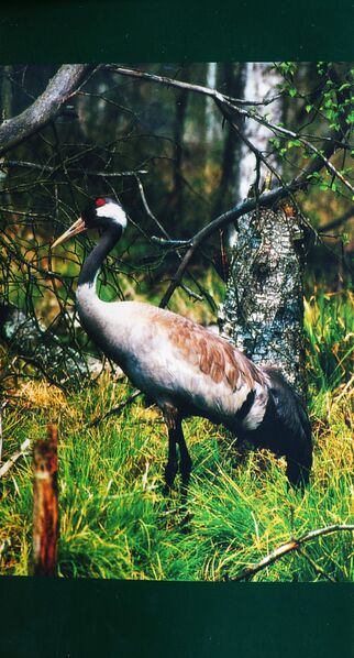 Datei:ML Gelbensander Forst 01.jpg