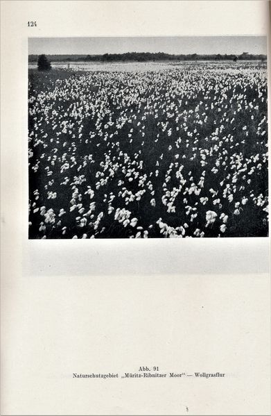 Datei:Kolp Nordöstliche Heide 0124.jpg