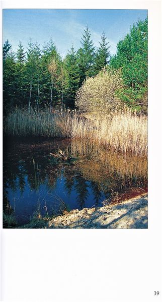 Datei:Rostocker Heide Meckl Landsch 39.jpg