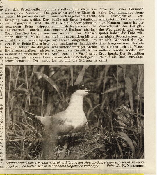 Datei:1998 Vogelinsel Beuchel 3.jpg