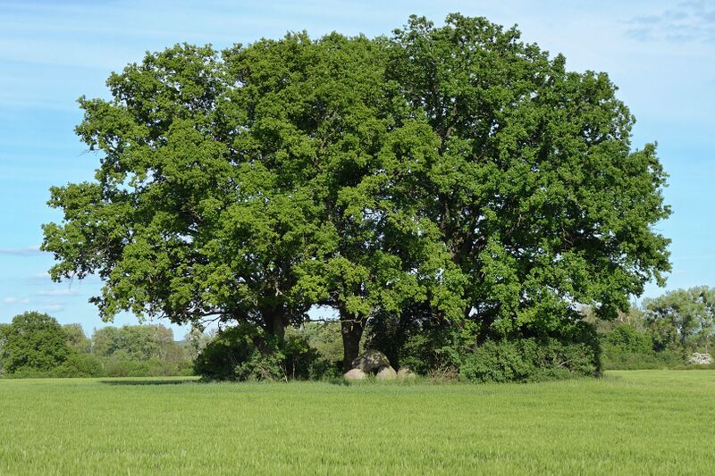 Datei:Hünengräber Teterow 1.jpg