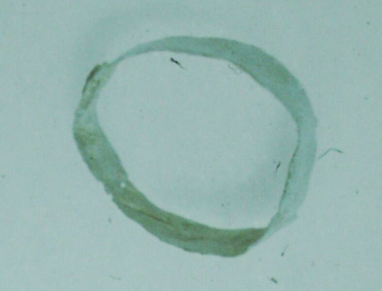 Datei:MarlowGr16.jpg