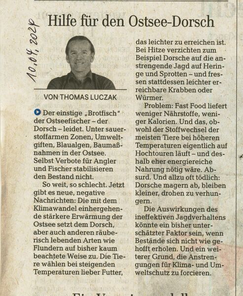 Datei:Dorsch 2024 Zustand 3.jpg