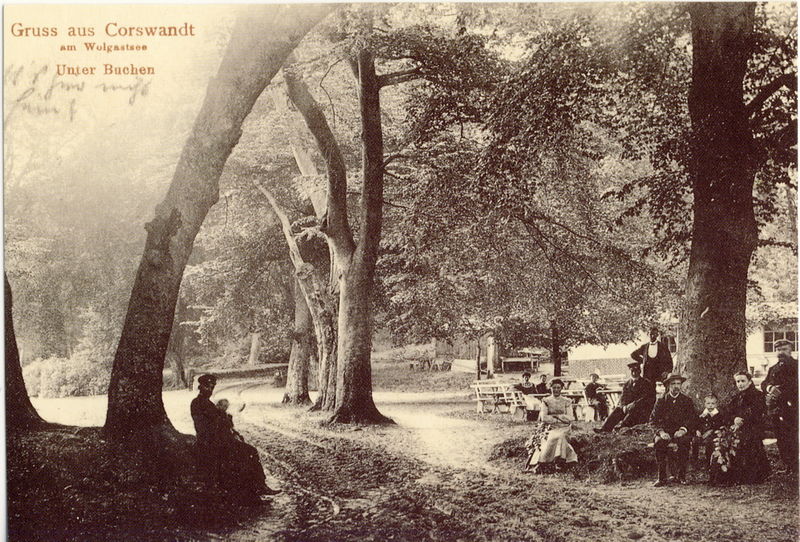 Datei:1909 Buchen Wolgastsee.jpg