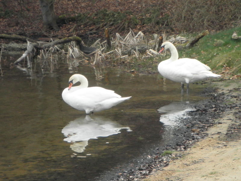 Datei:2017 Schwäne Wolgastsee.jpg