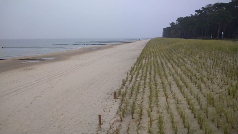 Datei:Strandhafer Reihen angewachsen.jpg