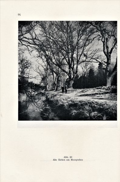 Datei:Kolp Nordöstliche Heide 0094.jpg