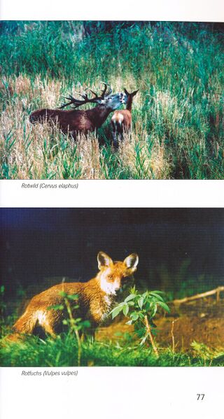 Datei:ML Gelbensander Forst 77.jpg