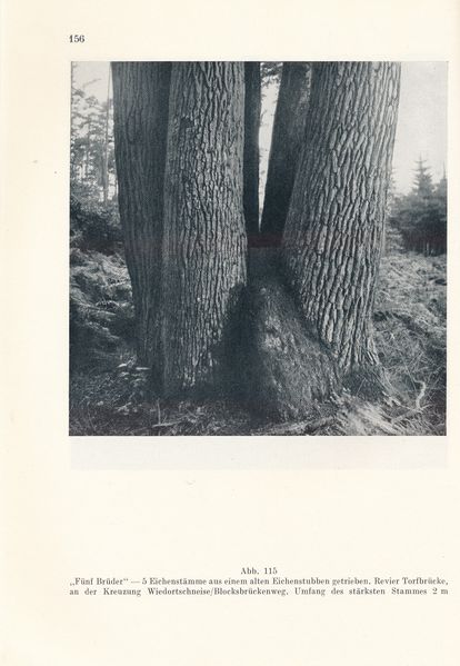 Datei:Kolp Nordöstliche Heide 0156.jpg