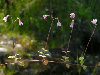 Das Moosglöckchen (Linnéa borrealis