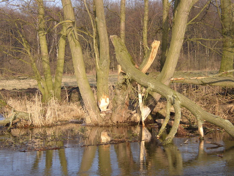Datei:Biber Tollense 6.jpg