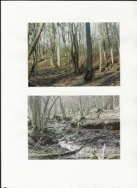 Slawischer Burgwall Roidiner Wald (2).jpg