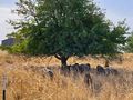 Greifswalder Oie 12 Schafe rauwollige Pommersches Landschaf.jpg