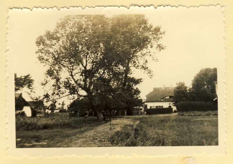 Datei:1951 Peenestr Baum.jpg