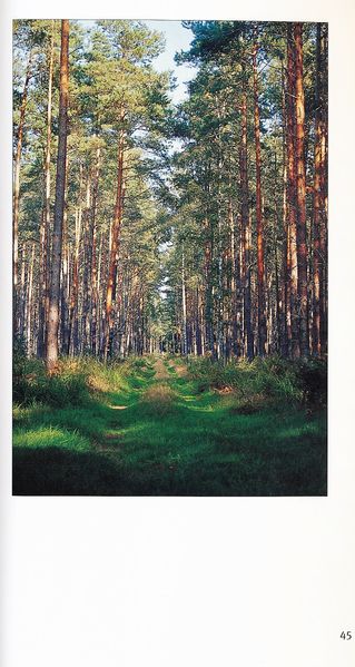 Datei:Rostocker Heide Meckl Landsch 45.jpg