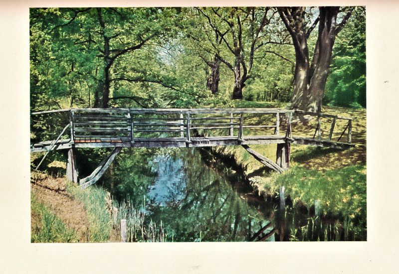 Datei:Kolp Nordöstliche Heide 0130a.jpg