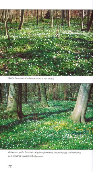 Datei:ML Gelbensander Forst 72.jpg