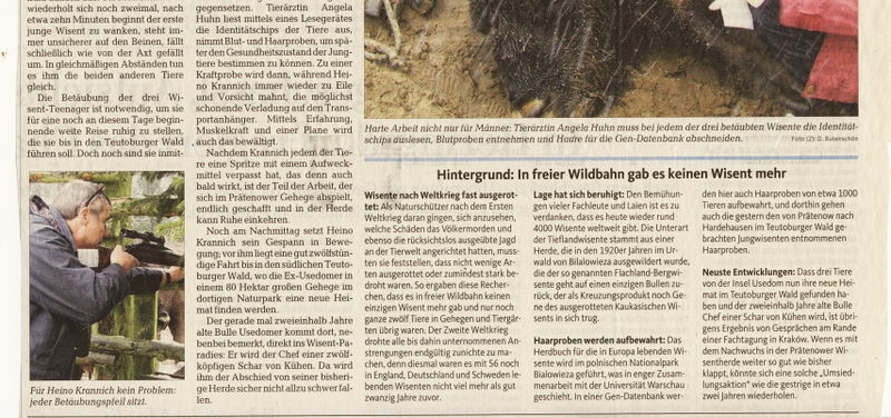 Datei:2010 Wisent Reise 2.jpg