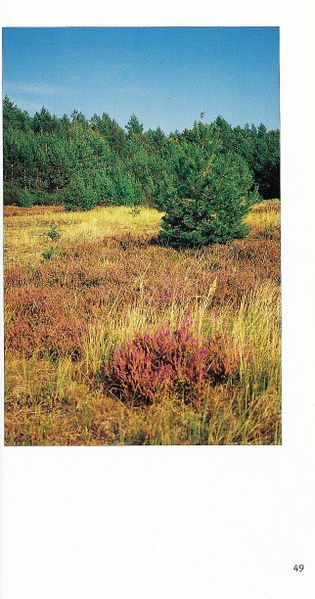 Datei:Rostocker Heide Meckl Landsch 49.jpg