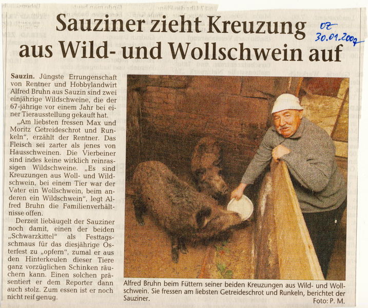 Datei:2007 Schweine.jpg