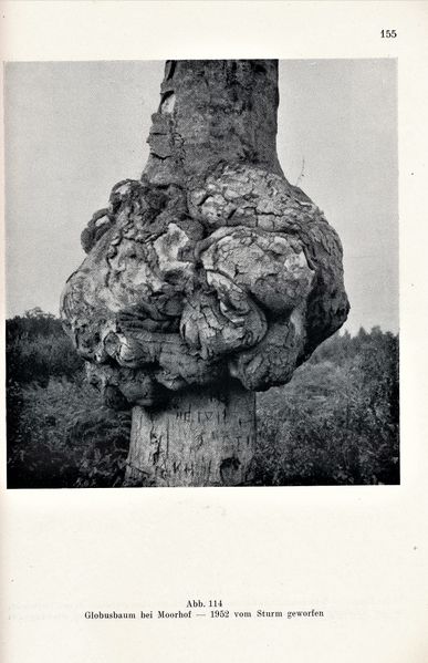 Datei:Kolp Nordöstliche Heide 0155.jpg