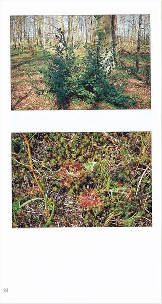 Datei:Rostocker Heide Meckl Landsch 32.jpg