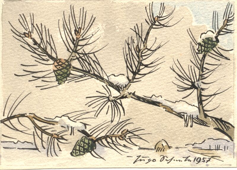 Datei:Scheele 1957 Schneekiefernzweig.jpg