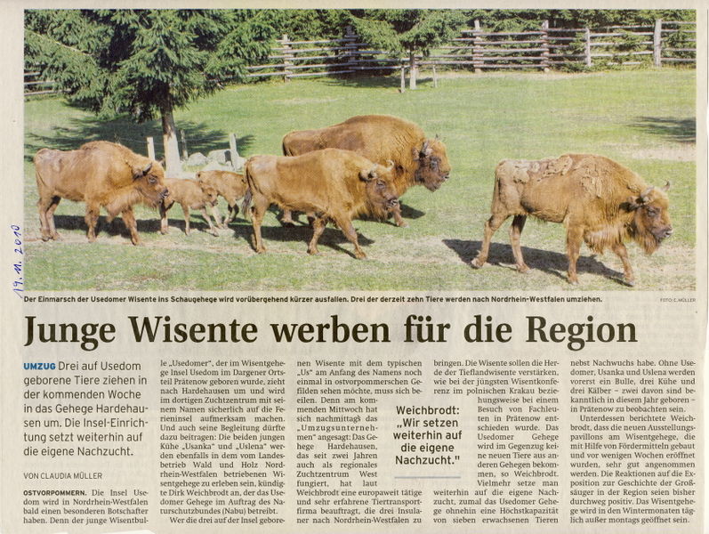 Datei:2010 Wisent Zucht.jpg