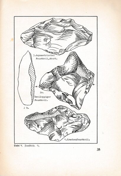 Datei:Fischland Bastian Boddenfund 035.jpg