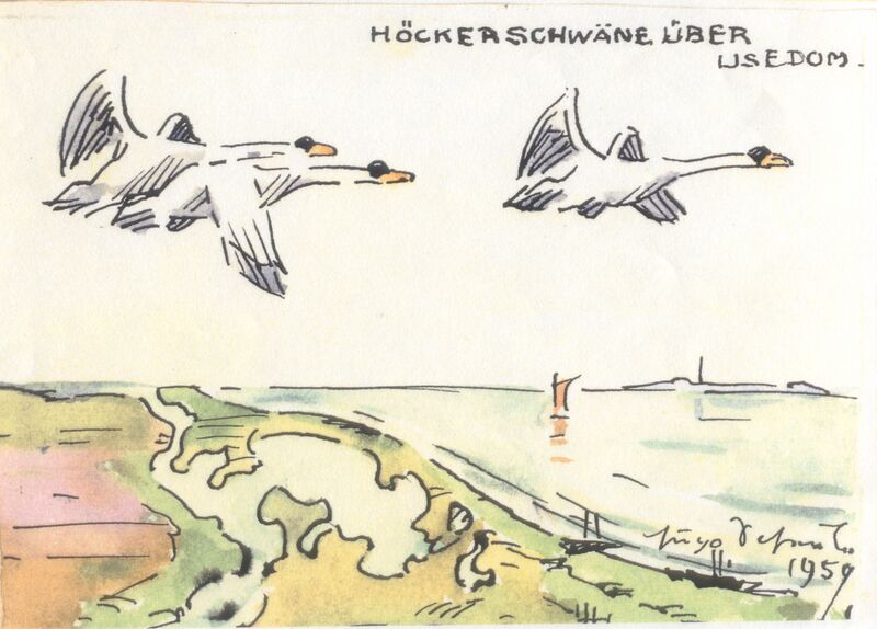 Datei:Scheele 1959 Höckerschwäne Usedom.jpg