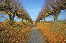 Bothmer