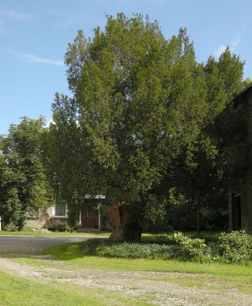 Datei:Moenchhagen Eibe 2012.jpg