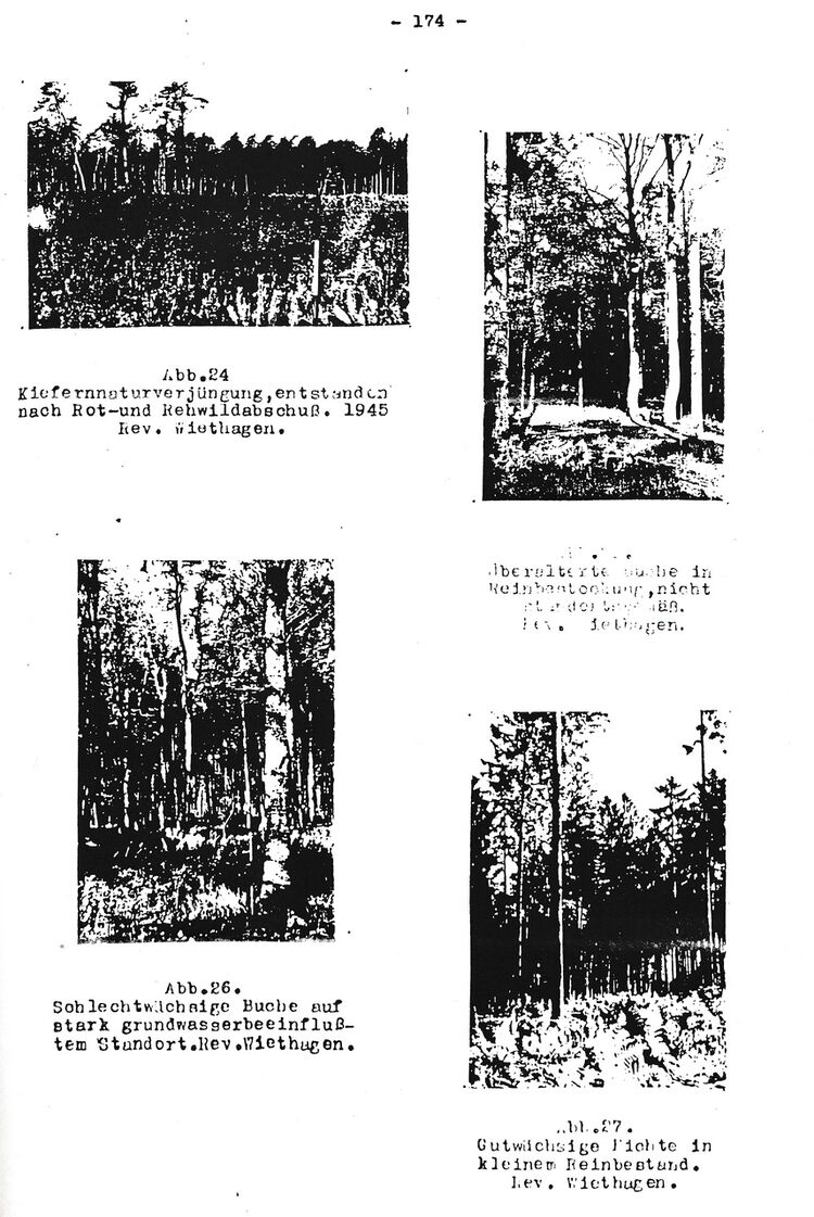RH Oelsnitz Forstwirtschaftsgeschichte NÖM 1955 174