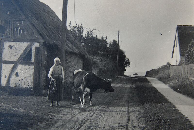 Datei:1938 Kuh Peenestr.jpg
