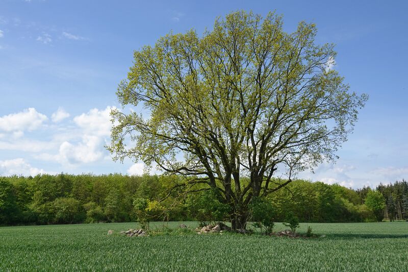 Datei:Hünengräber Spitzkuhn 1.jpg