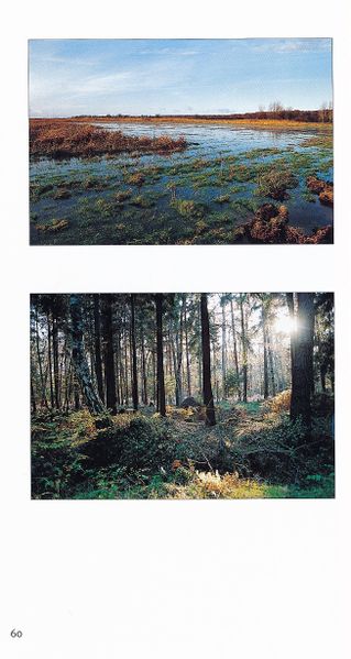 Datei:Rostocker Heide Meckl Landsch 60.jpg
