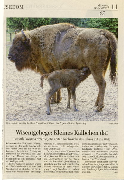 Datei:2012 Wisent Junges.jpg