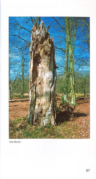 Datei:ML Gelbensander Forst 67.jpg