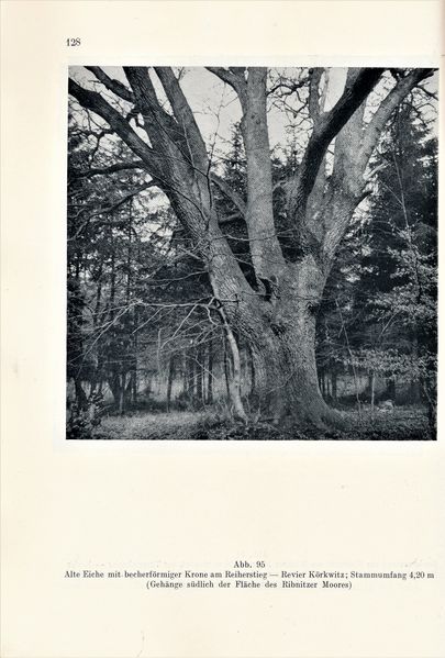 Datei:Kolp Nordöstliche Heide 0128.jpg