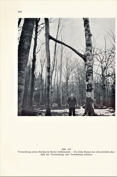 Datei:Kolp Nordöstliche Heide 0160.jpg