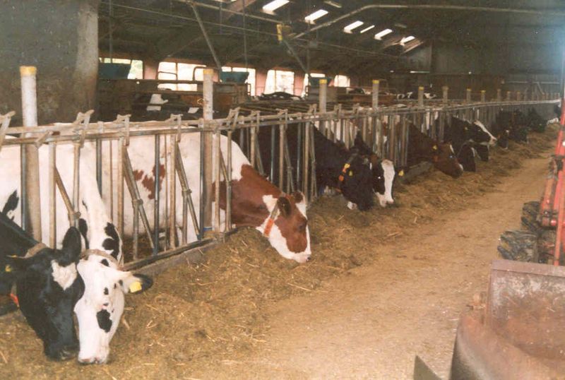 Datei:30. Stall Kirghof 2.jpg