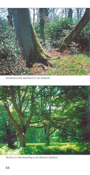 Datei:ML Gelbensander Forst 64.jpg