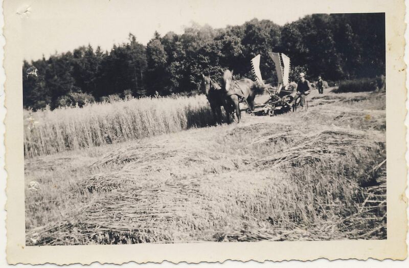 Datei:Ernte von Brotgetreide in Voelkshagen.jpg