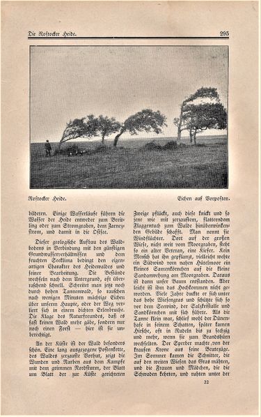 Datei:MMH RH 1925 Waldh 295.jpg
