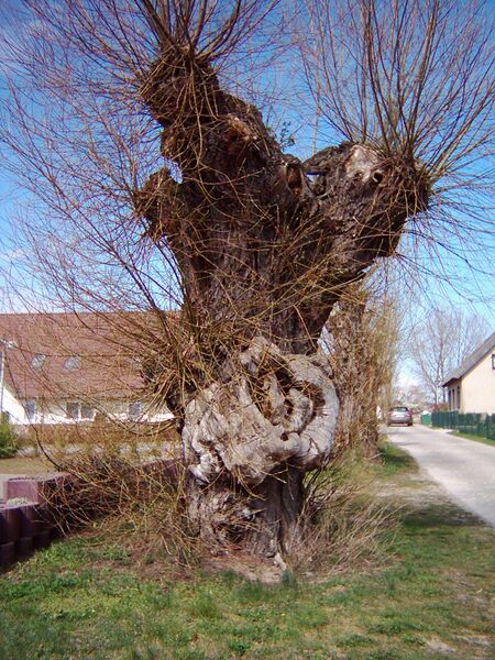 Datei:2008 Kopfweide beim Lüderhof.jpg