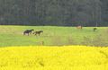 Bild 120 sonst.jpg