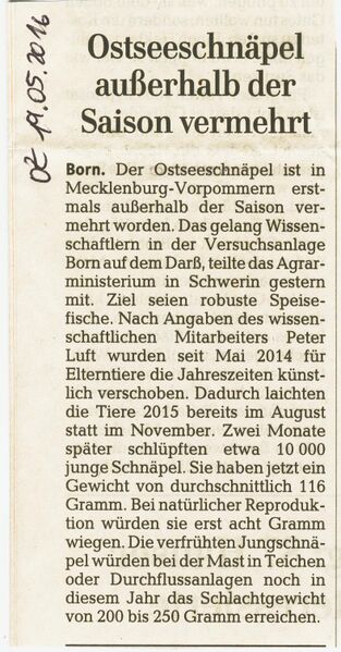 Datei:Schnäpel 2016.jpg